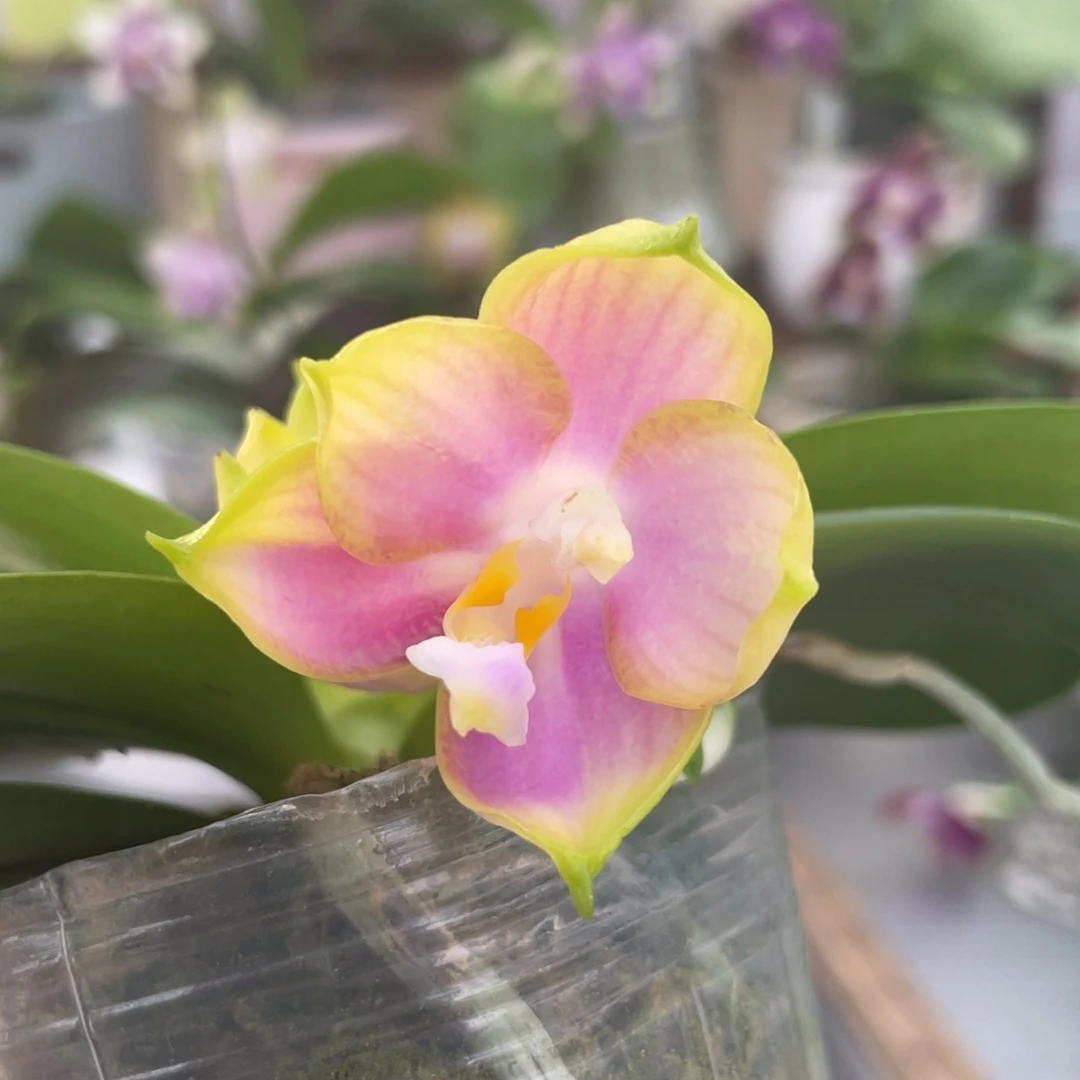 完全开放龙玛丽，2.5杯开花株