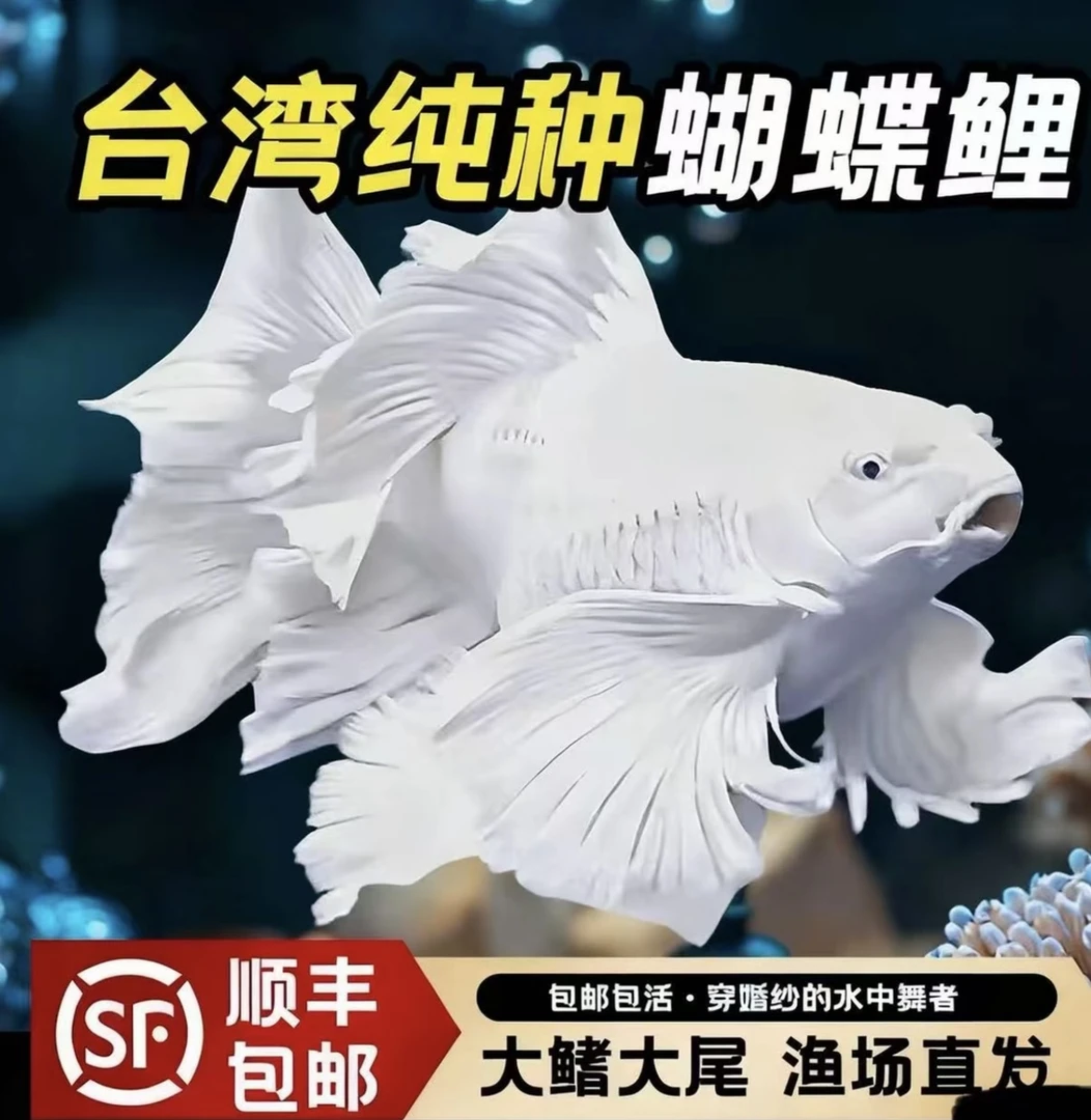 蝴蝶鲤短球体石膏白纯种台系精品蝴蝶鲤观赏鱼