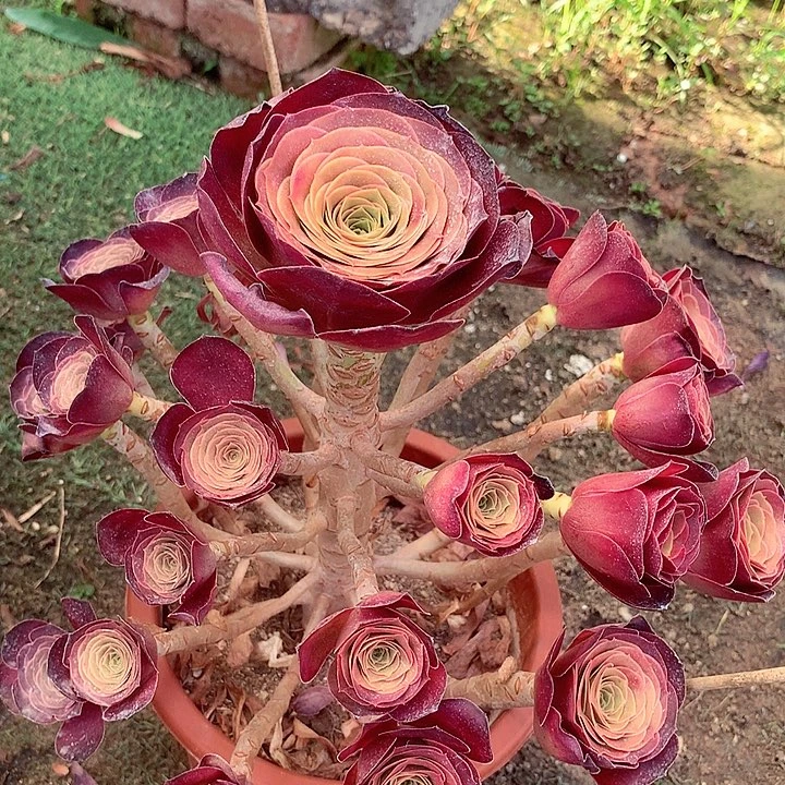 魅金玫瑰，多肉植物
