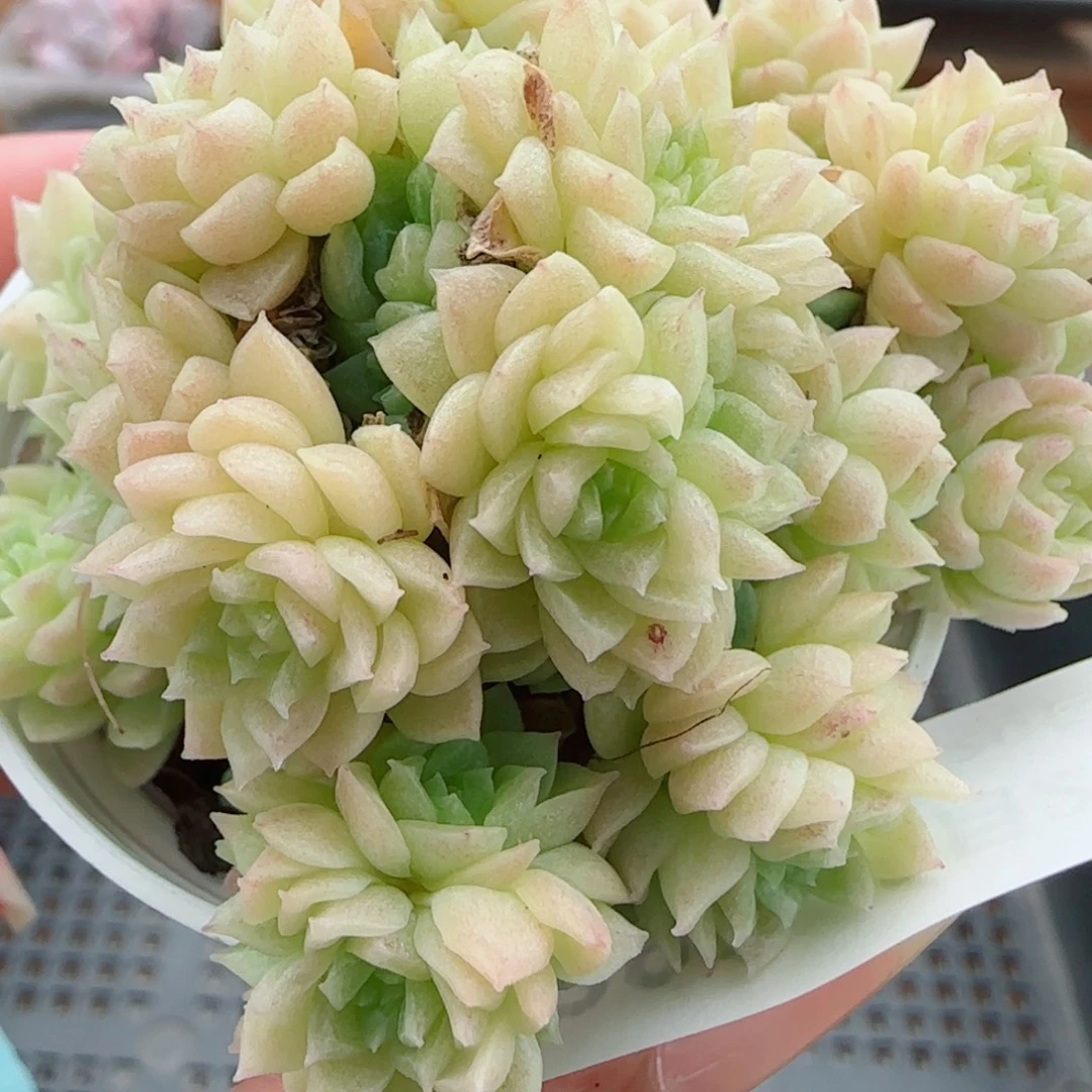 花语逸镜0922-291散