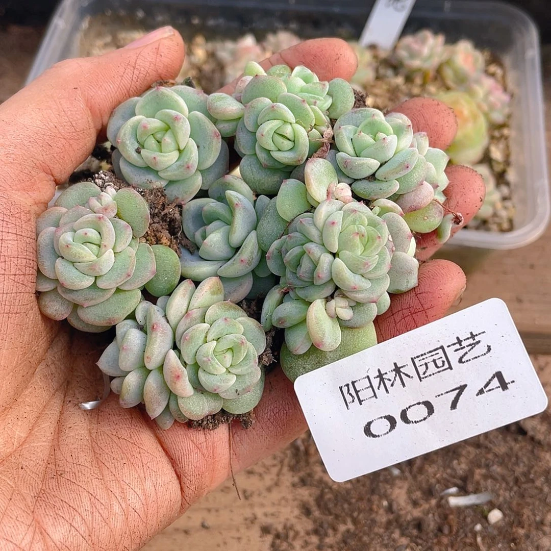 多肉植物多肉植物74