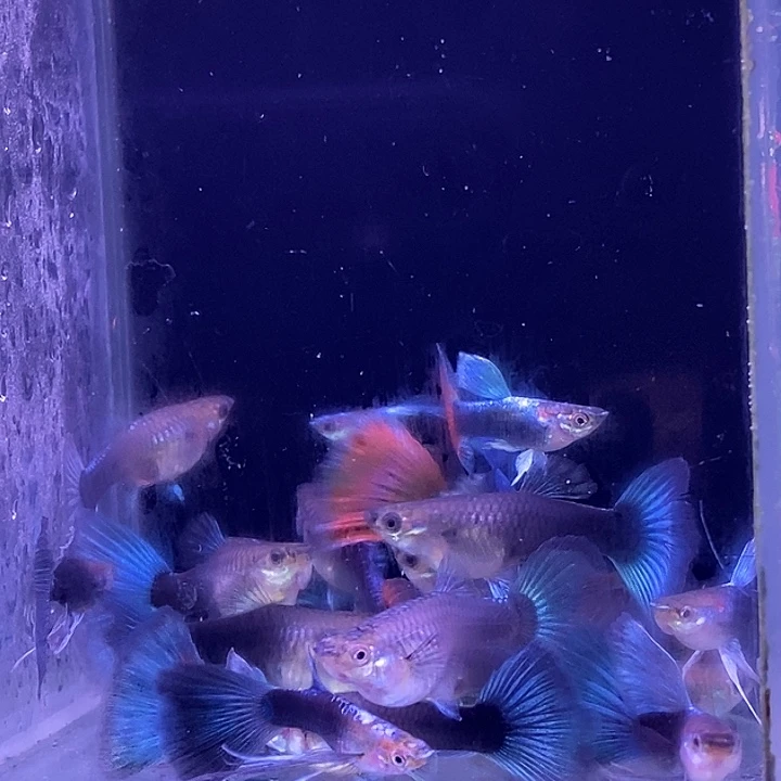 孔雀鱼蓝礼服红20条