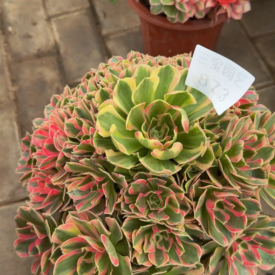 多肉植物873粉女郎