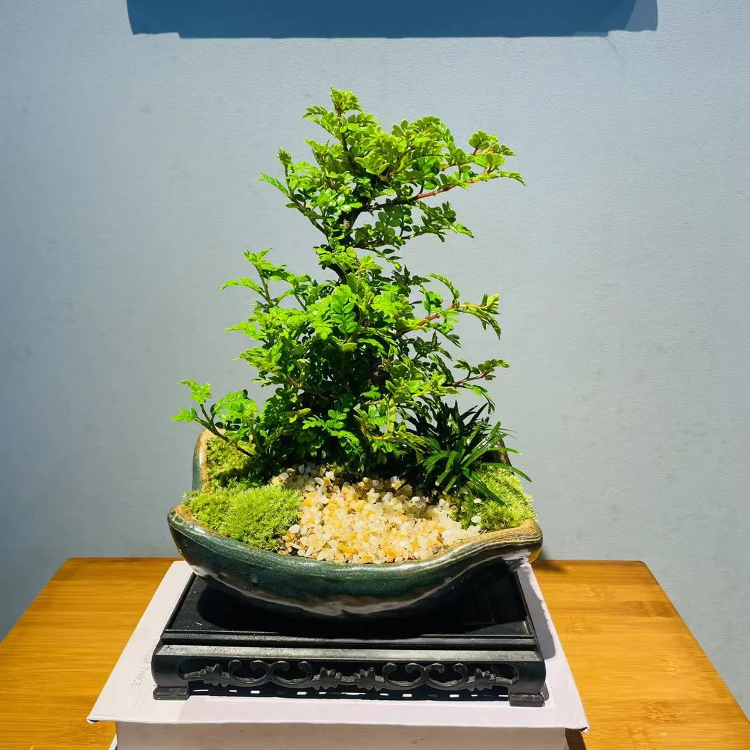 ZF瓦韵盆S弯胡椒清香木+镂空座