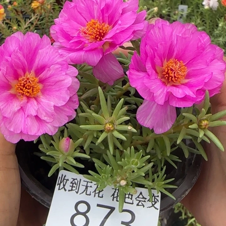 无花朵873超小苗盆口10cm