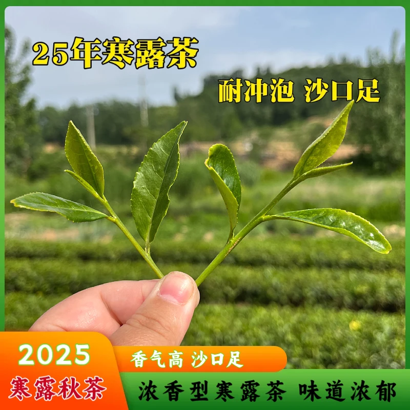 25年日照寒露茶 大田茶 味道浓郁 沙口足 耐冲泡