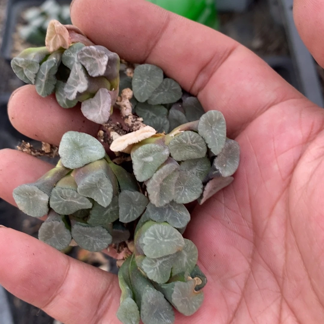 720 一颗实生空明湖万象小鼻嘎 超级福利