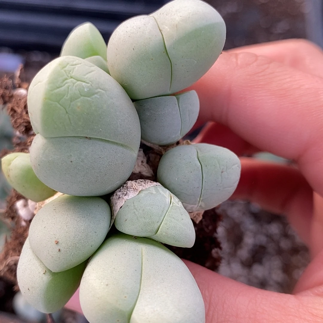 4头鲨鱼嘴一颗。