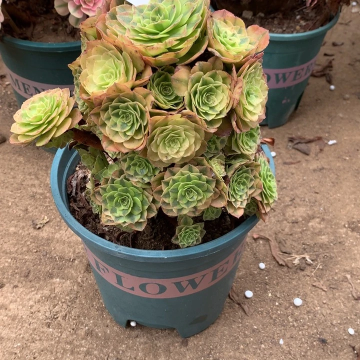 023雨荷花多肉植物特价