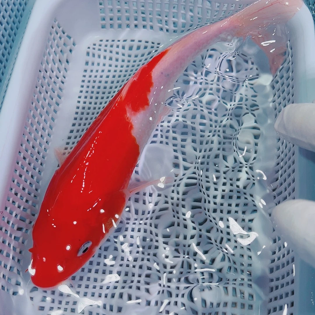 锦鲤锦鲤冷水鱼观赏148