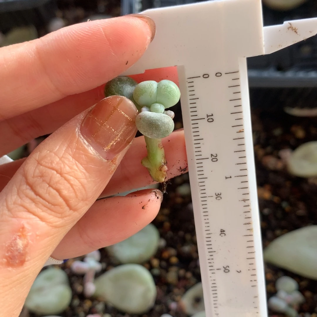 油煎 不满28发到付，发一片叶，~