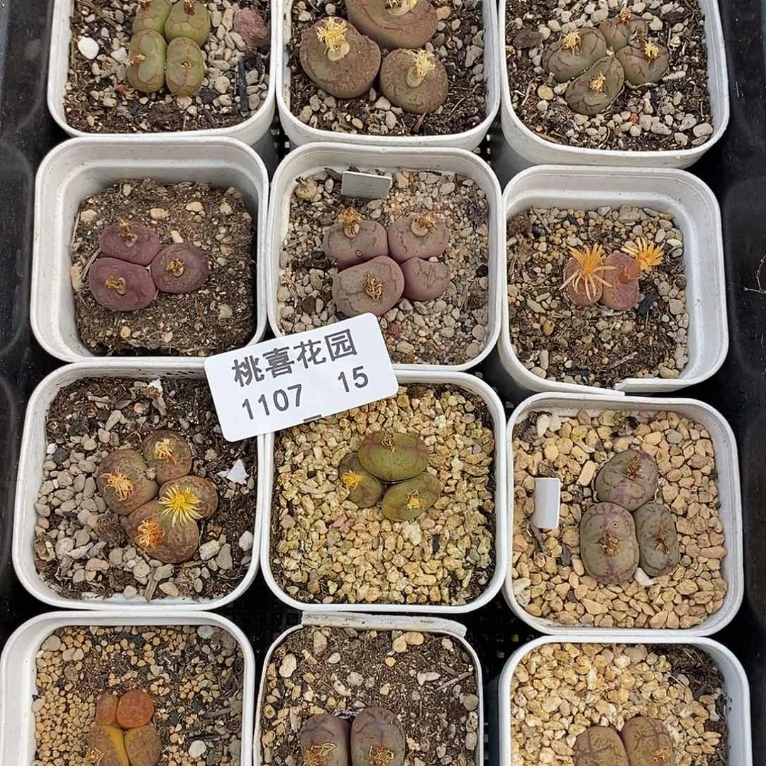 加****奶107-15-打包杂交24颗。