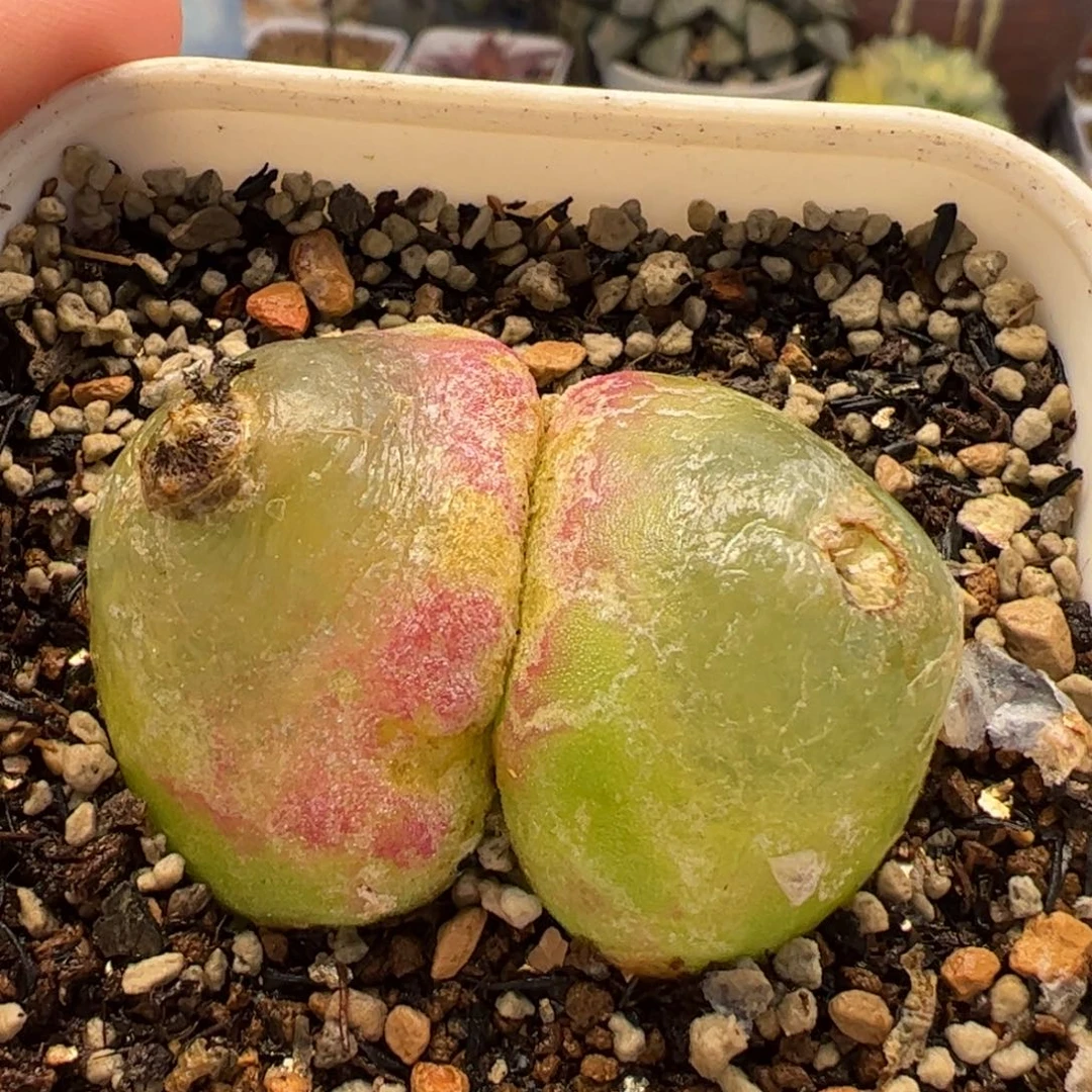 558多肉植物百科
