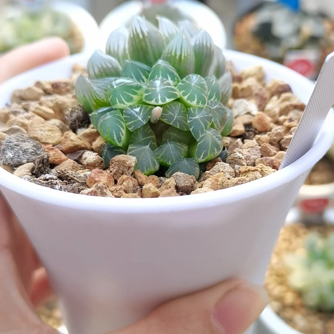 229号双头糊斑霓虹灯一物一拍带盆土发货