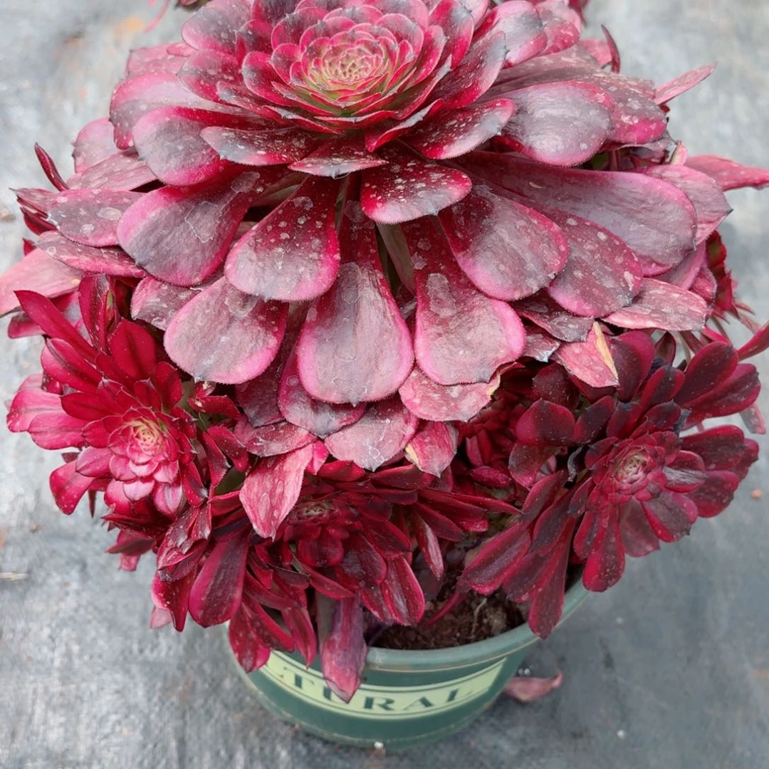 31法师锦多肉096美姬