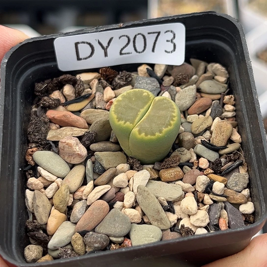 一物一拍绿菊2073