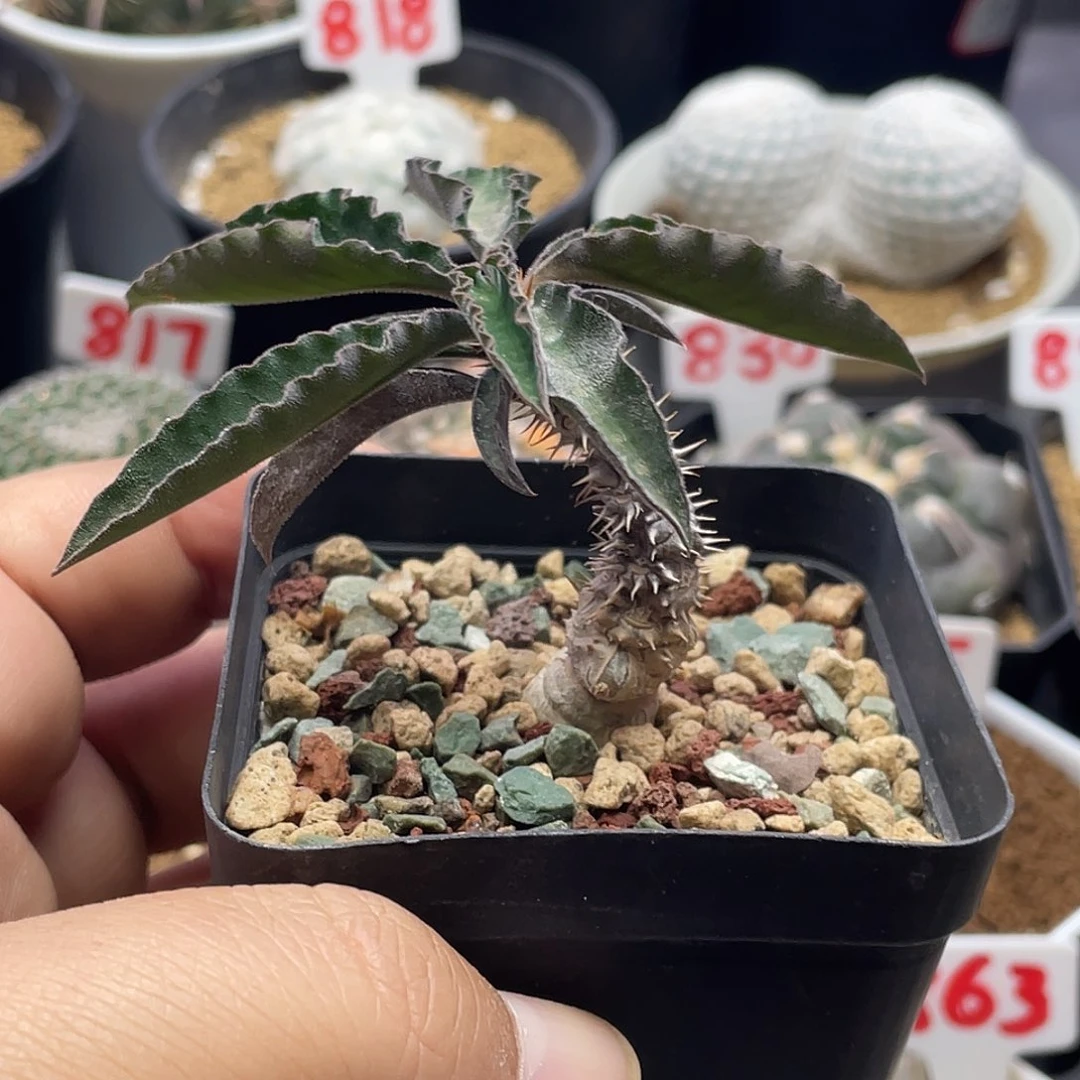 实生原始皱叶麒麟大戟科