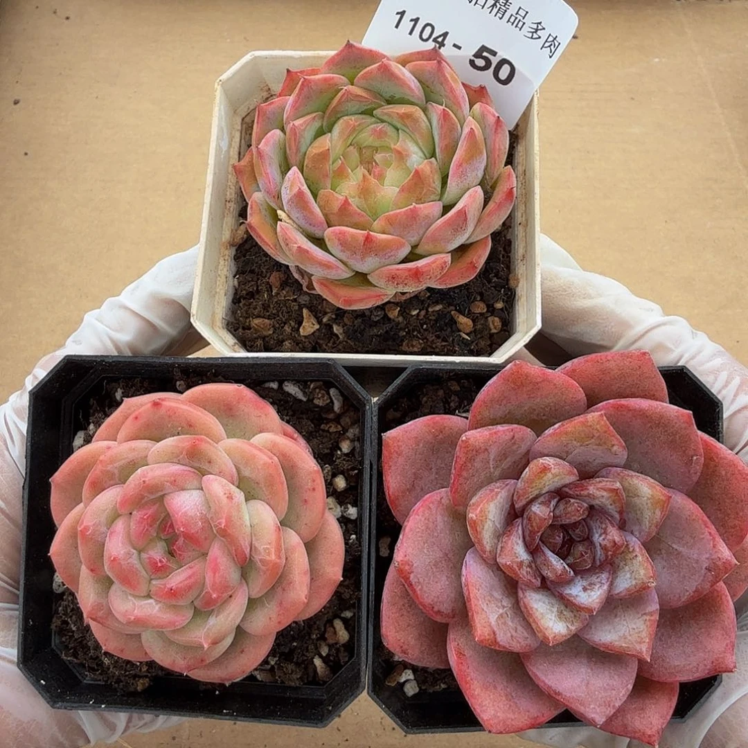 1104-50单颗多肉珍妮