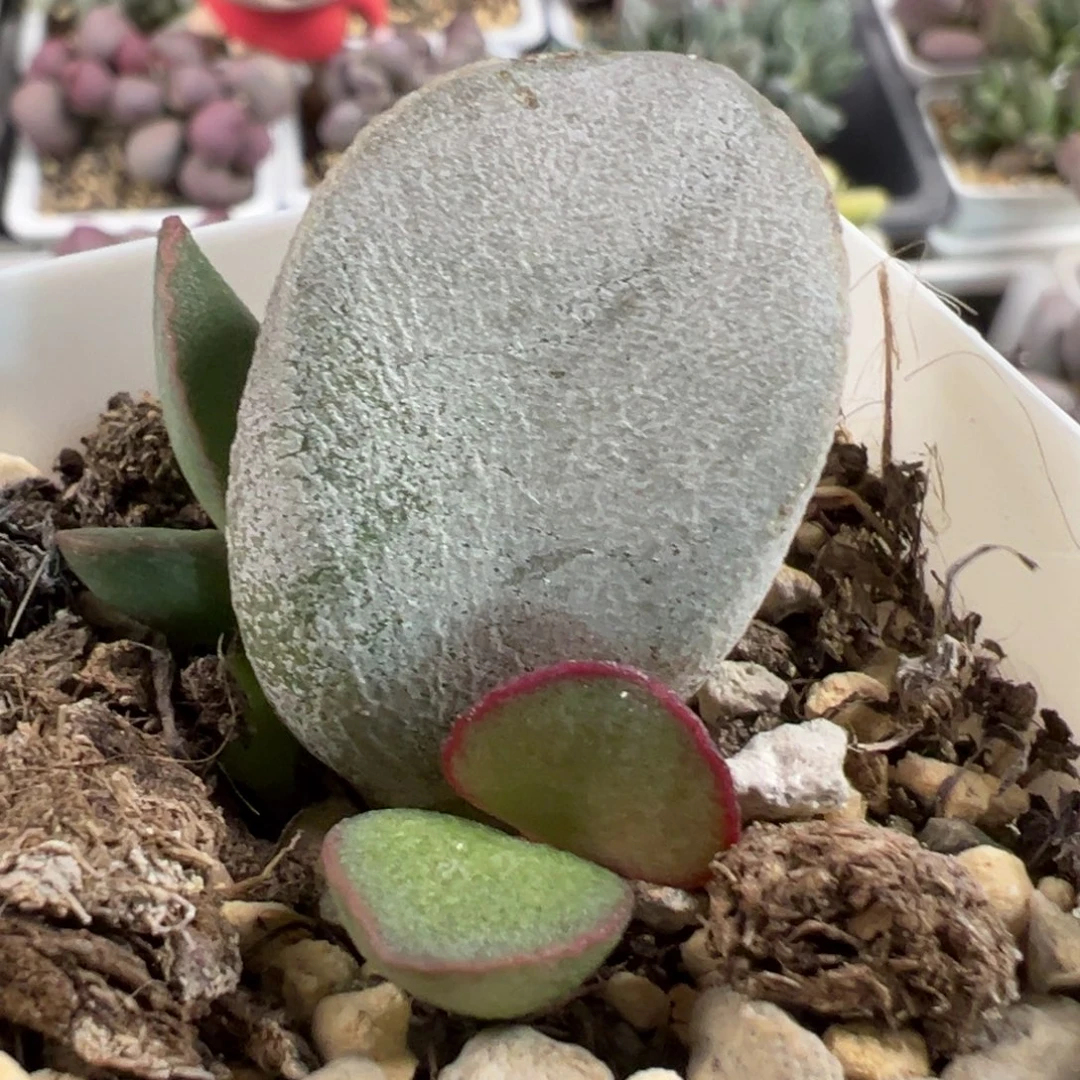 白月光大苗多肉植物水泡