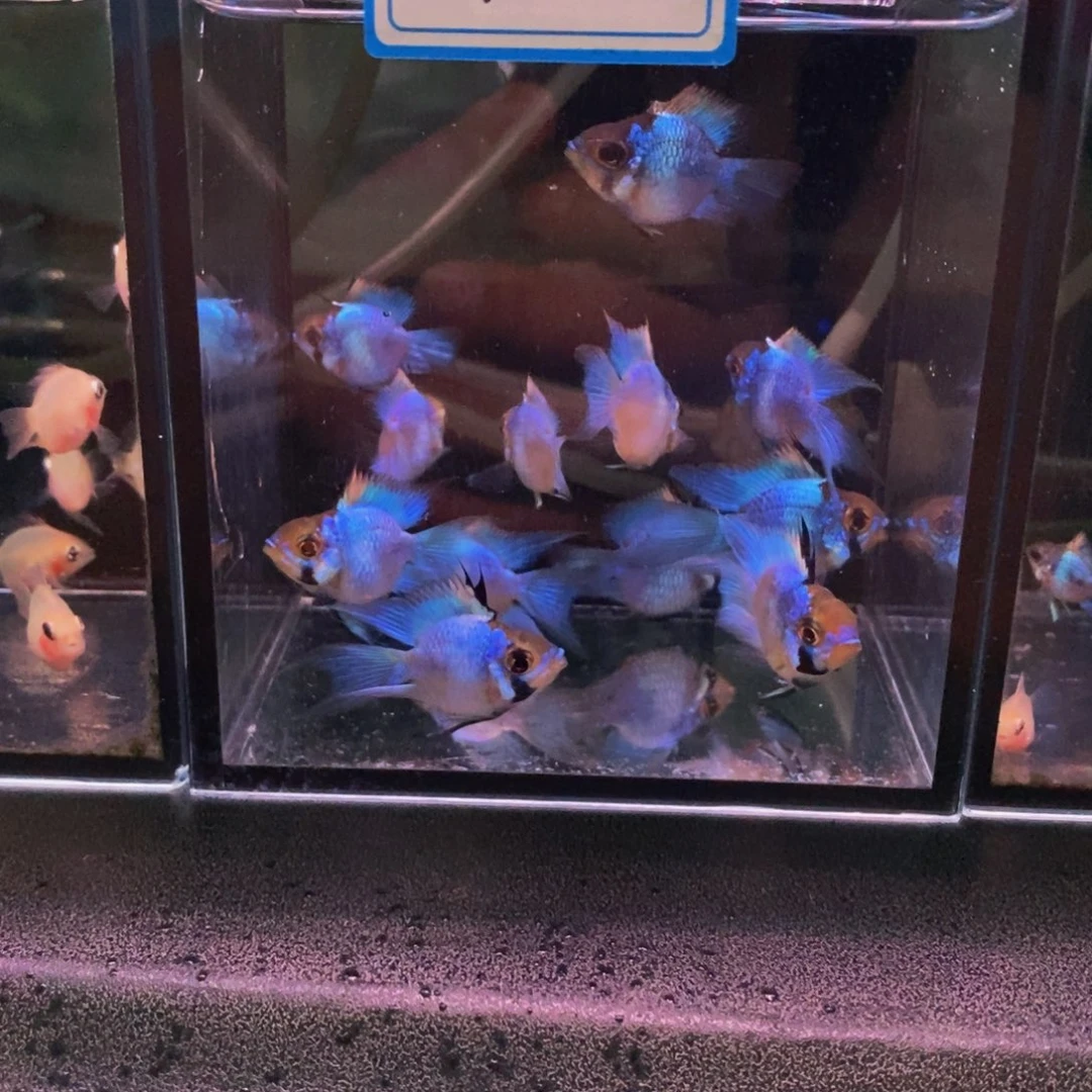 二***生短鲷鱼瑕疵蓝波子10个备损2