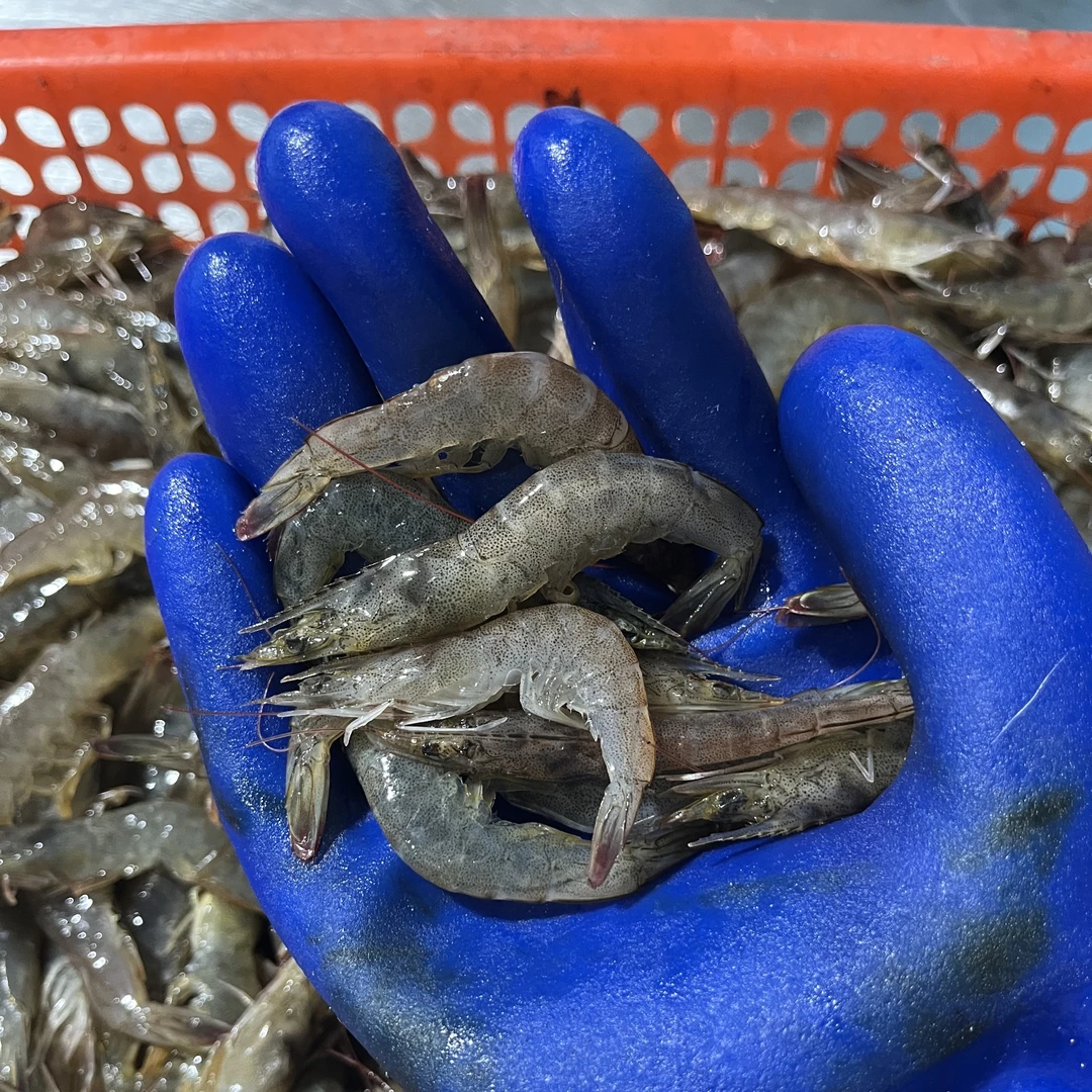 盛哥专属 6斤 小海虾 5cm左右 海捕鲜虾速冻（嫌小勿拍）青岛