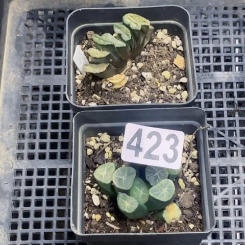 423要象玉扇一物一图如图