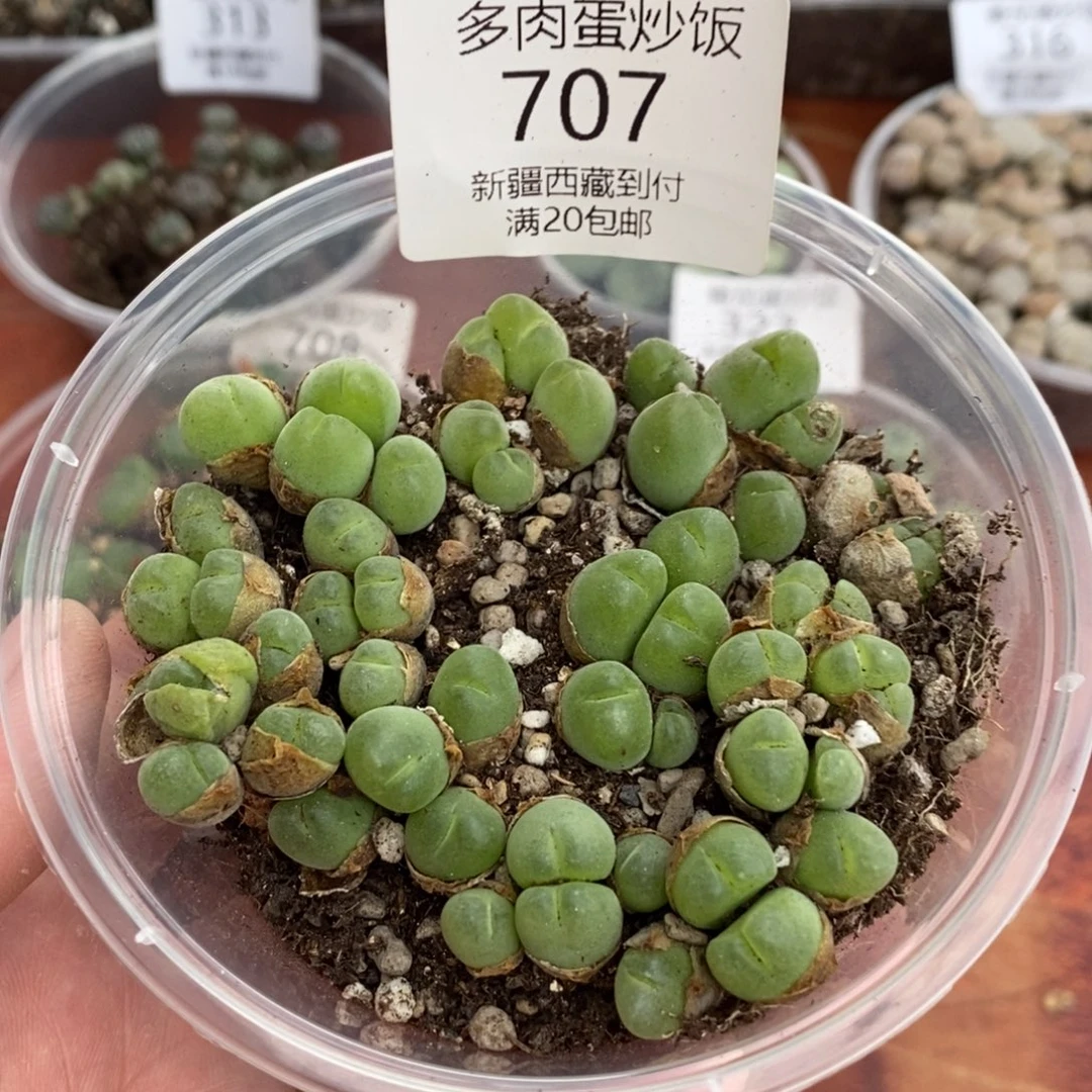 感谢您的支持，00707