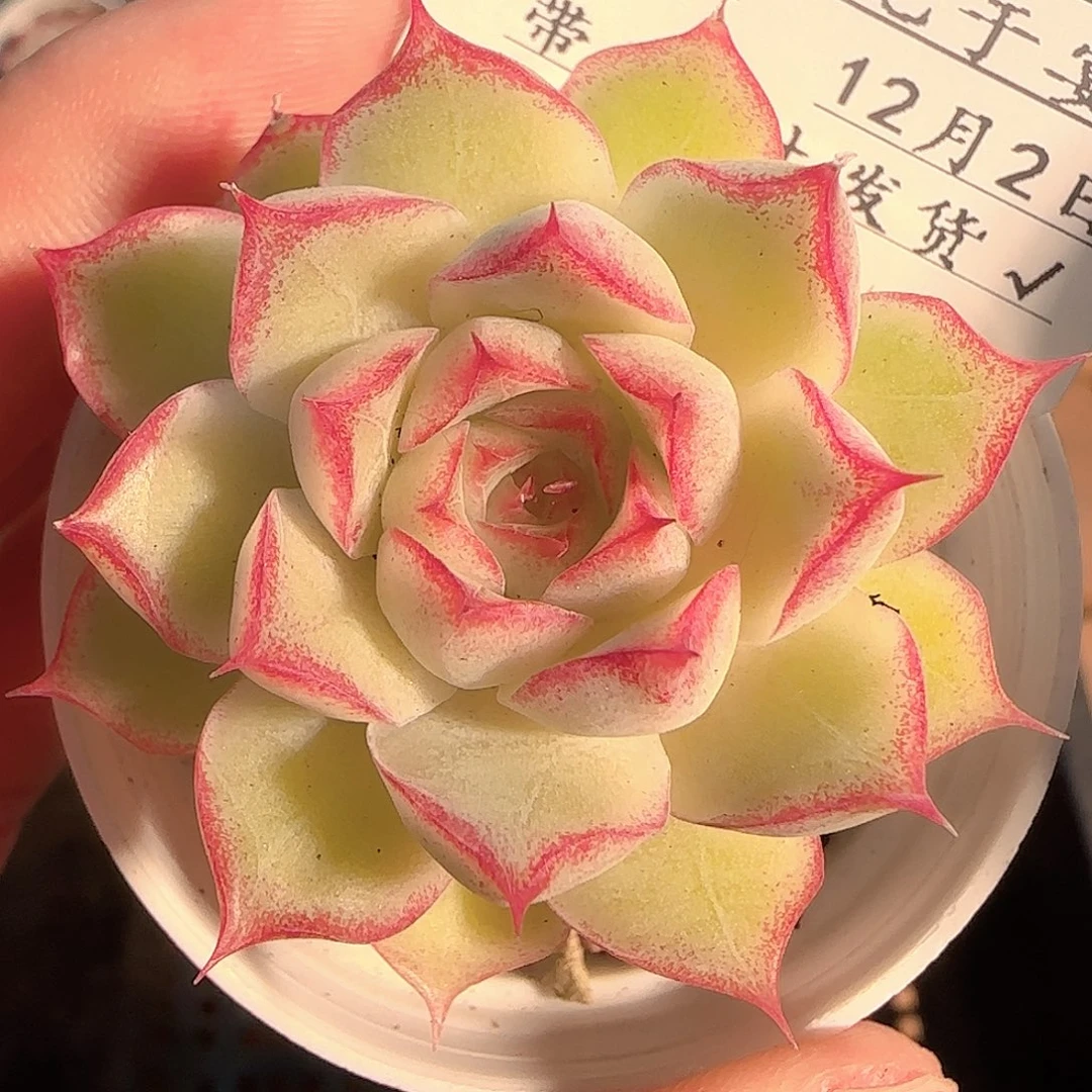 多肉1202-44女王玫瑰