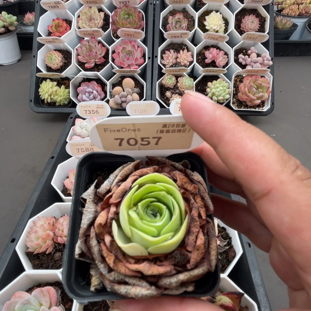 7057鸡蛋玫瑰3.5厘米