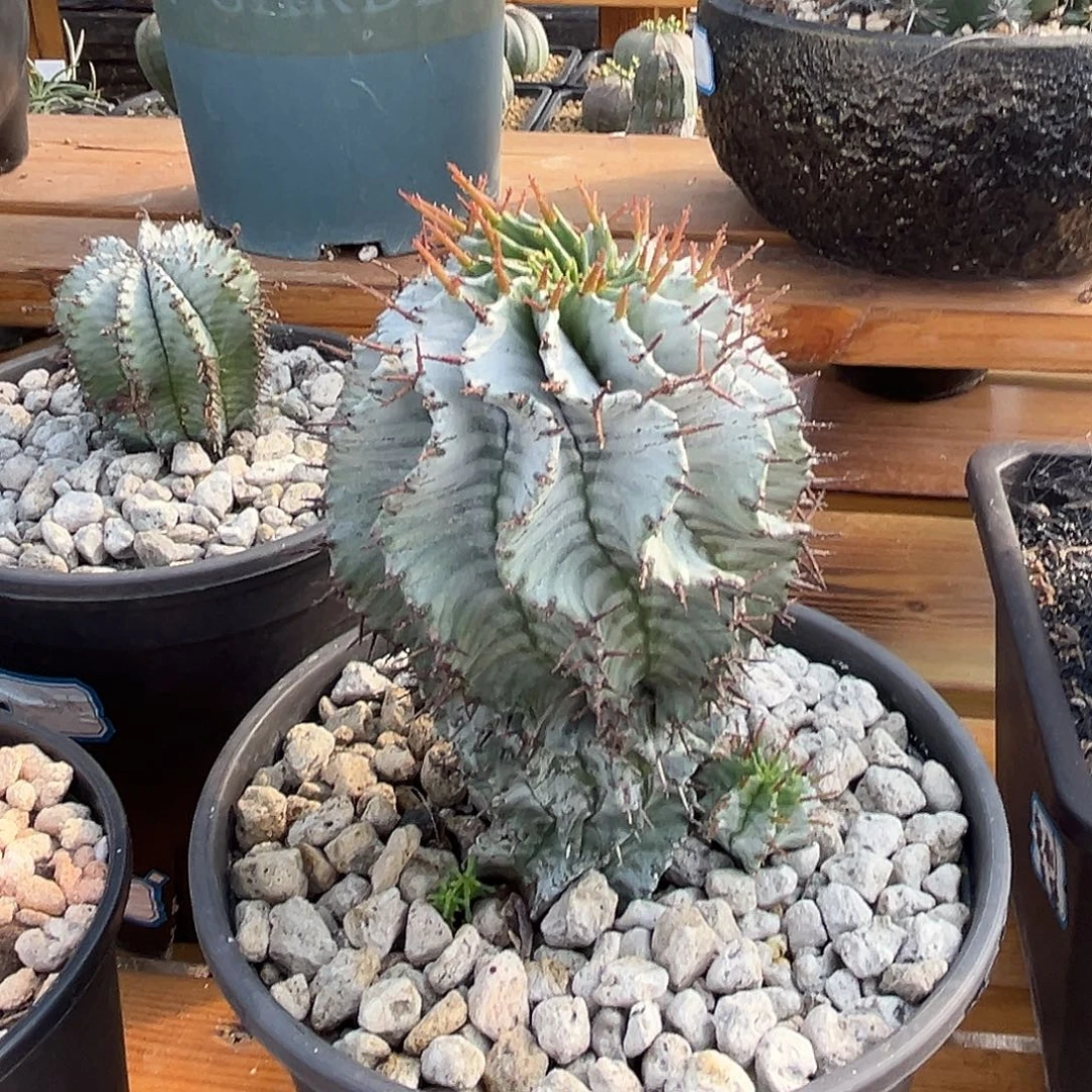 汤圆植物斑马魁伟玉