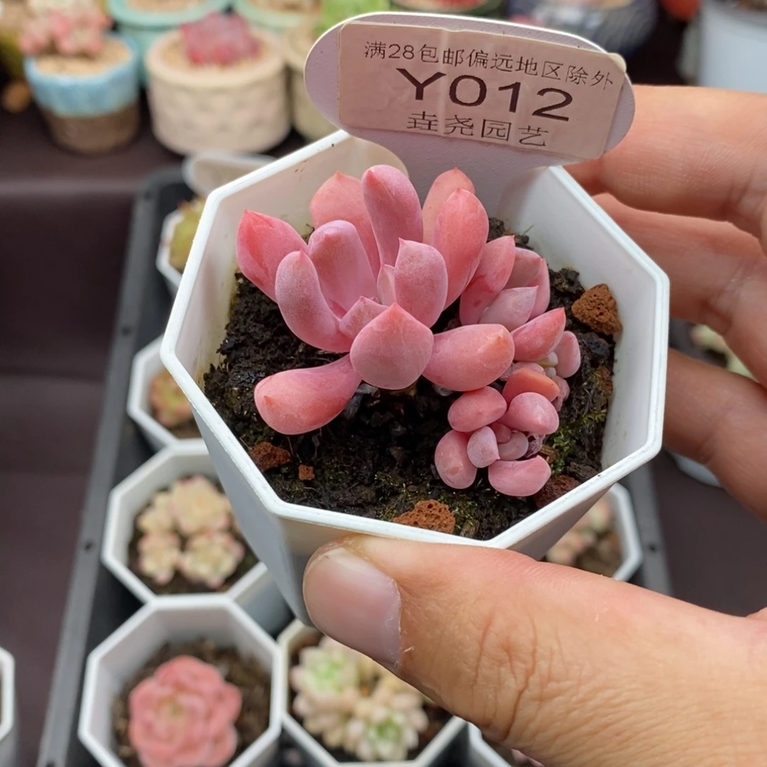 0012 丘比特 4.5cm