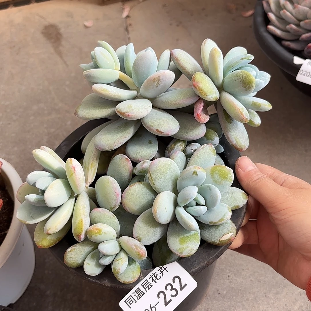 同温层多肉雪美人232