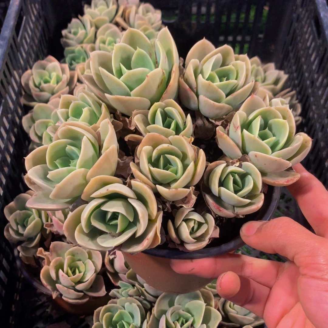 星娜塔六头起带盆土