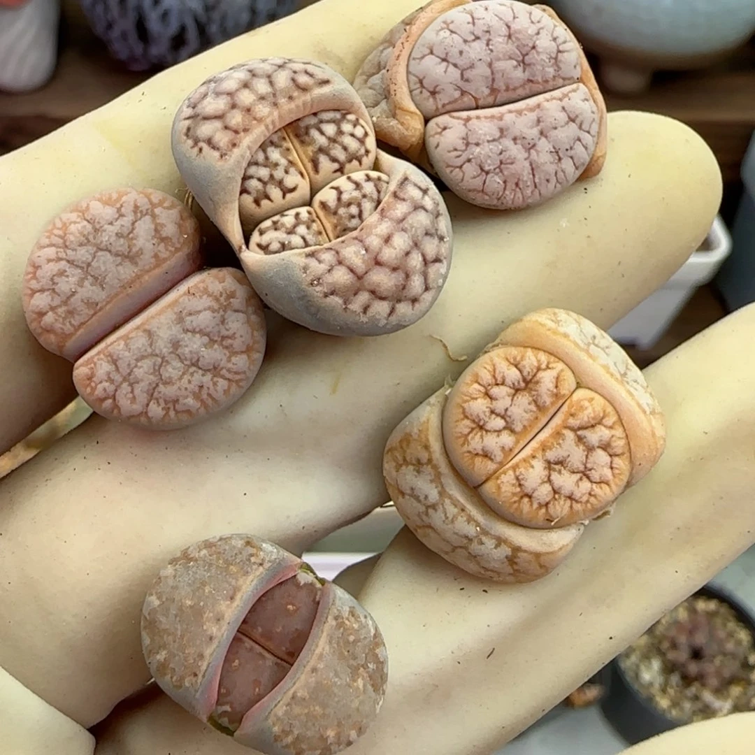 230福利福利福利