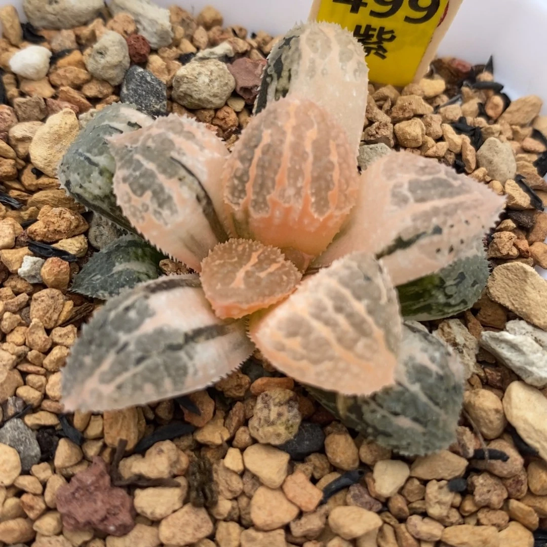 499具味城锦一物一拍