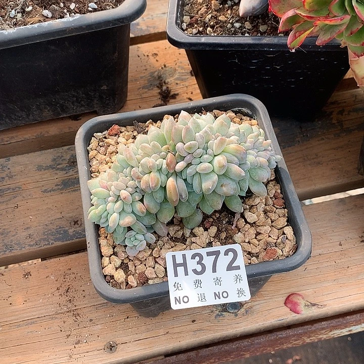 冰橙缀化 非偏远38包邮 节后发