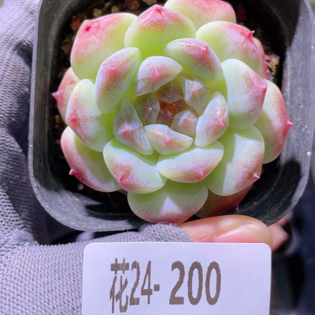 花利美24-200秘境冰魄