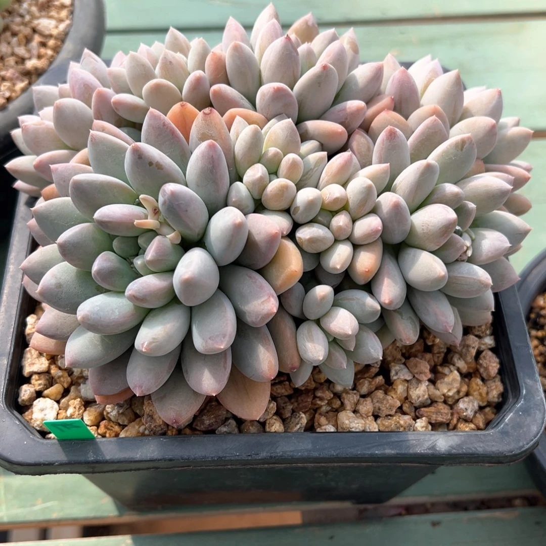 大叶奶糖多肉植物