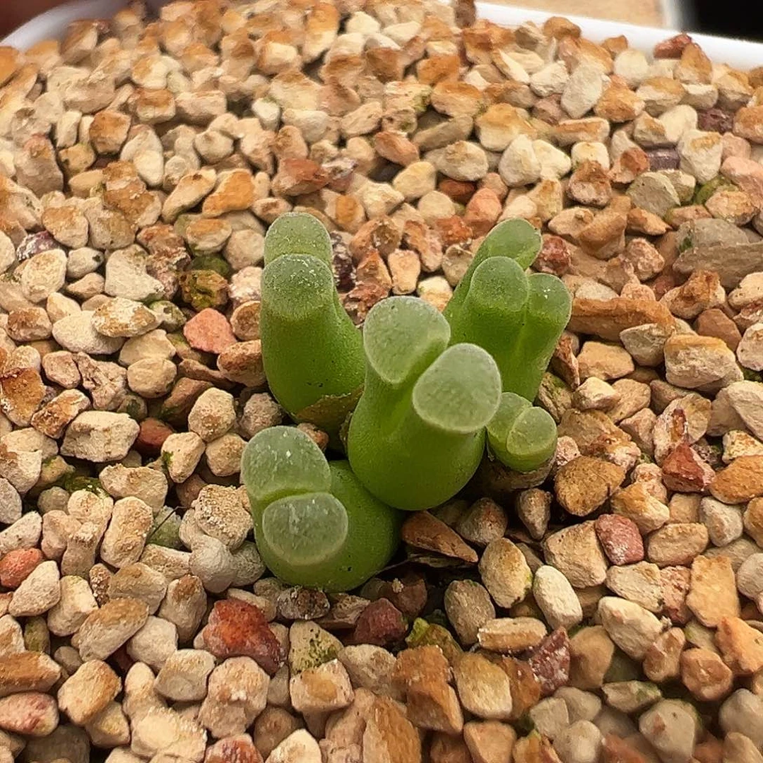墨绿体白窗 多肉肉锥