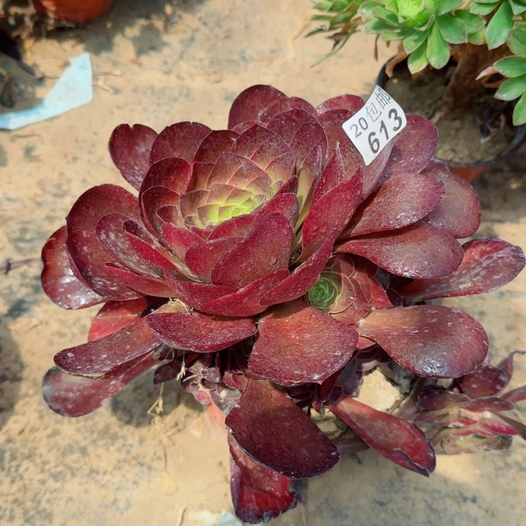 魅金玫瑰613满20包邮断枝不包