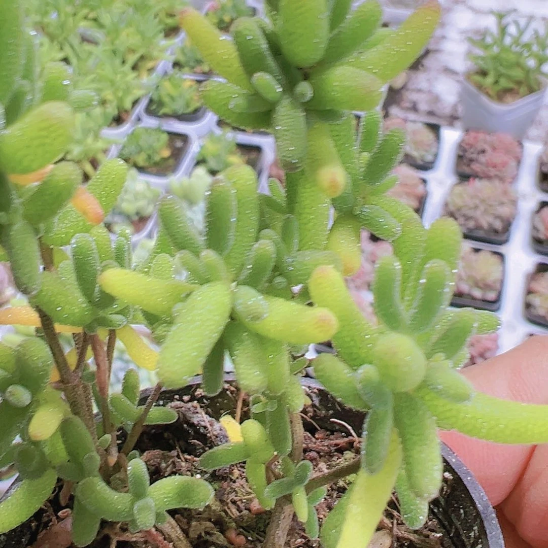 糖球枝干19包邮多肉