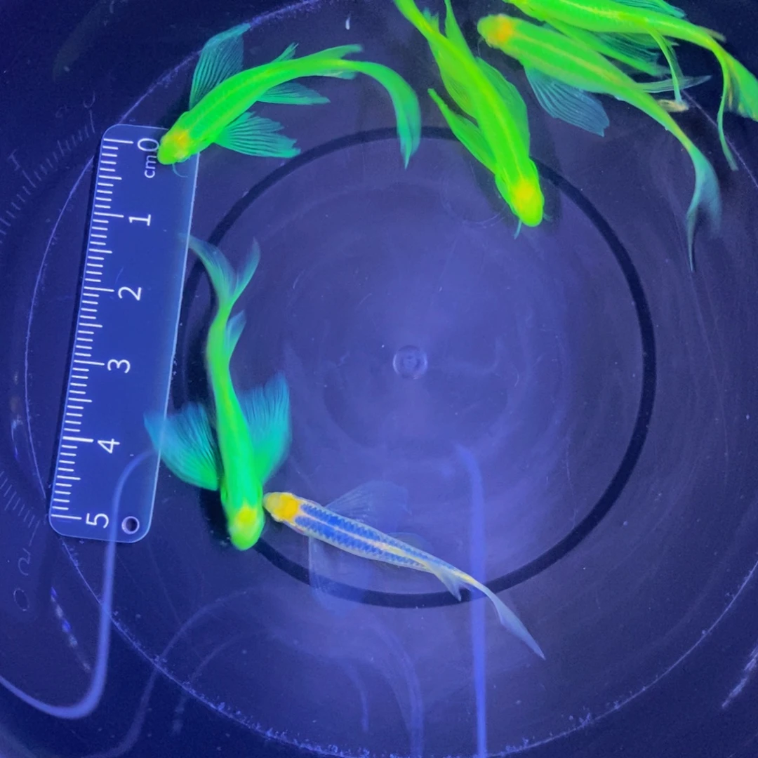 斑马鱼蝶翼斑马翡翠5送一蓝莓