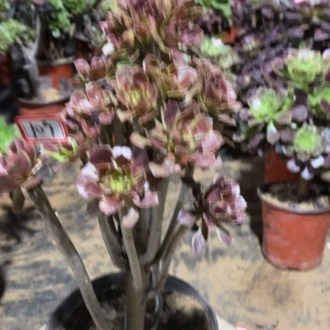 灰法师一物一拍，