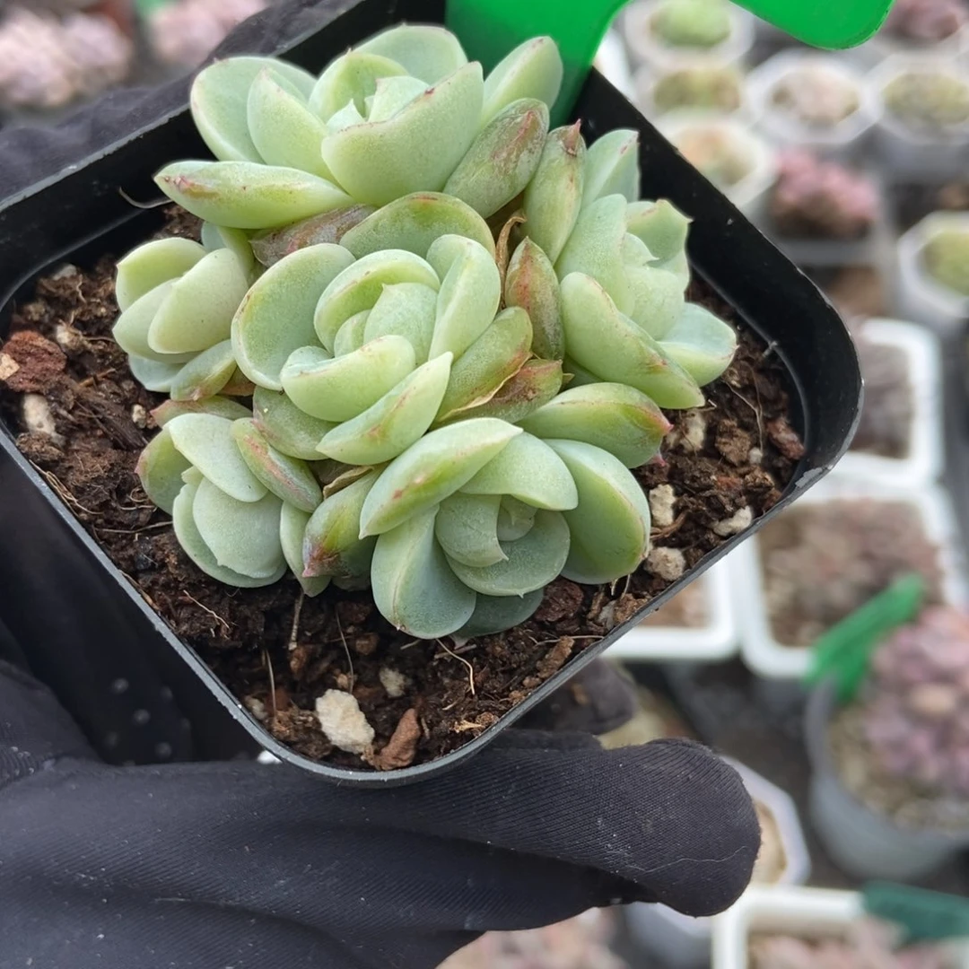 791胖虎珍妮多肉植物