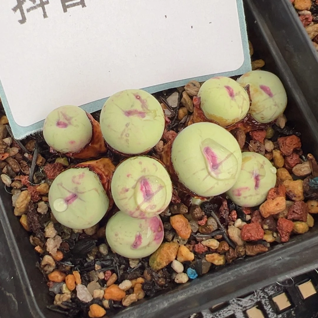 14-25肉锥多肉植物