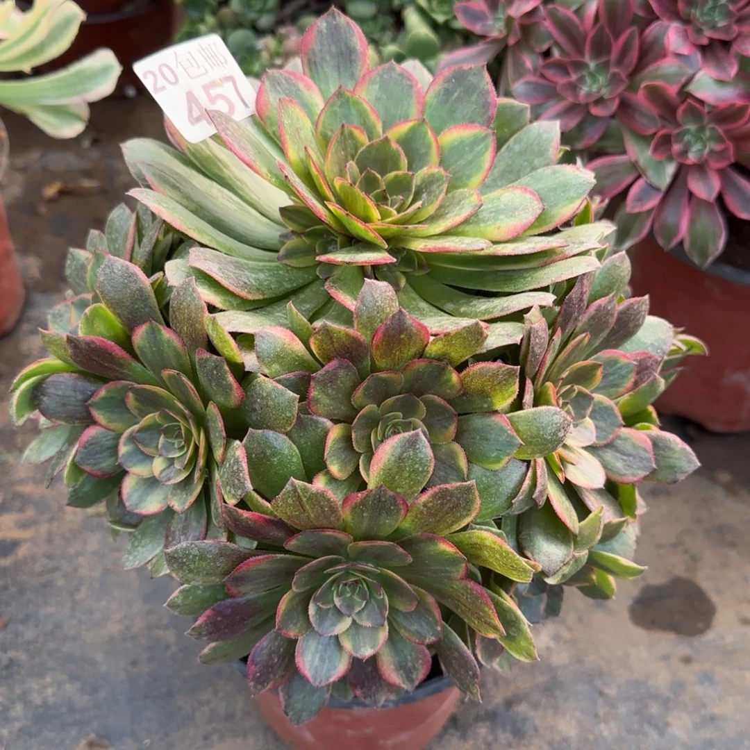 半夏457满20包邮断枝不包