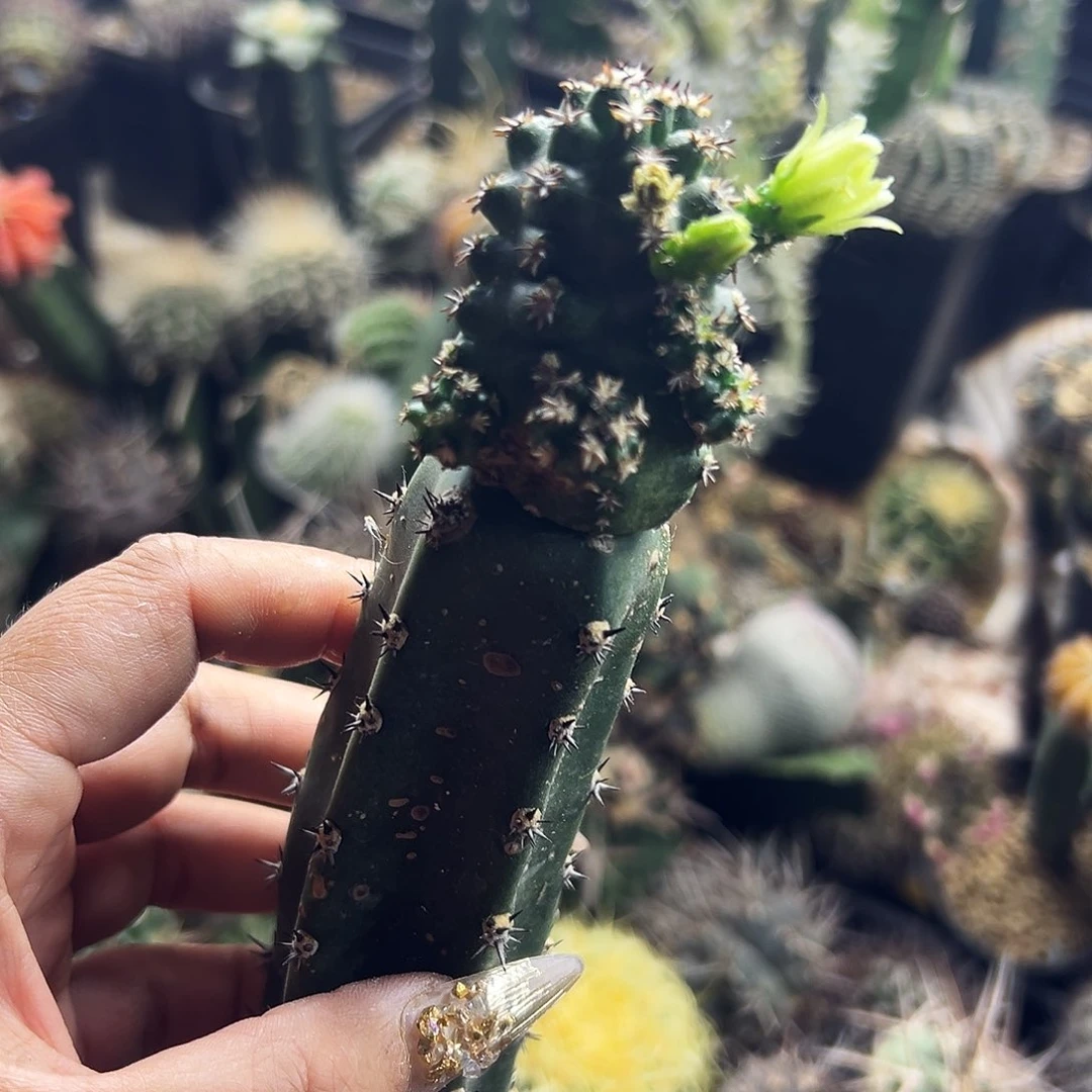 短豪刺青花虾仙人球11111111111
