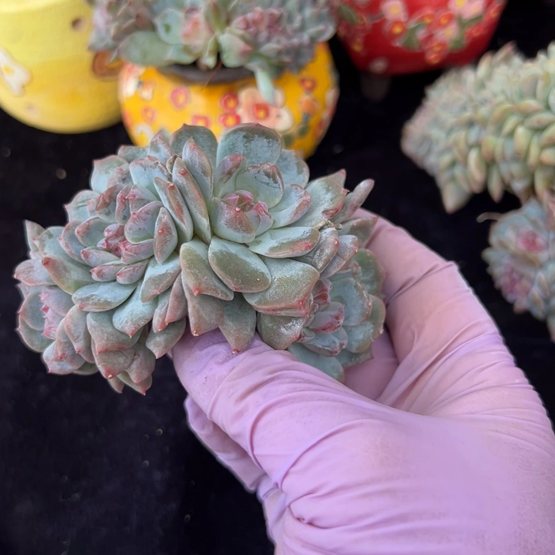 水蜜桃 新年快乐 新年快乐