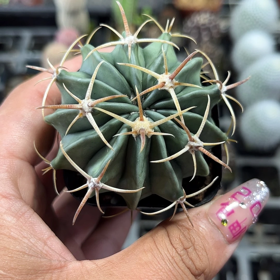 林波单头发货单头发