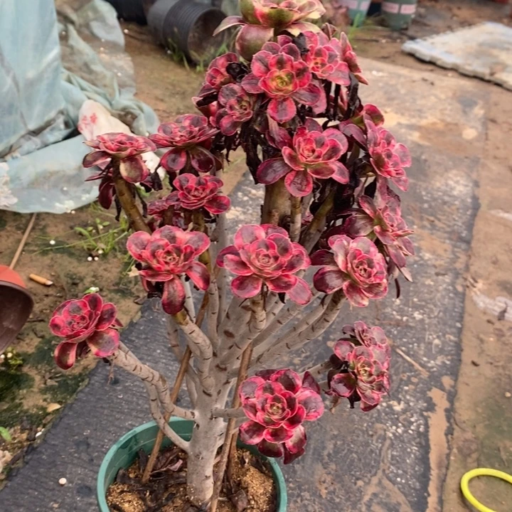 纳***兰丽娜33多肉植物法师法师